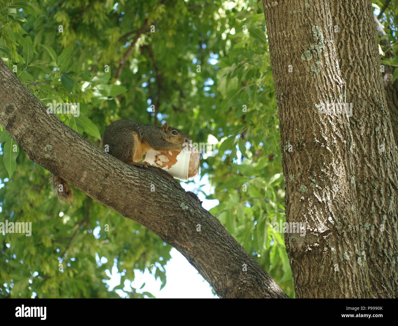 Non è ciò che si pensa. Furbo fabbricare lo scoiattolo Foto Stock