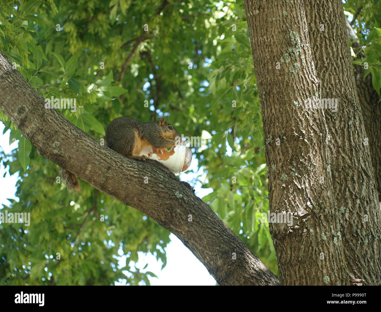 Non è ciò che si pensa. Furbo fabbricare lo scoiattolo Foto Stock