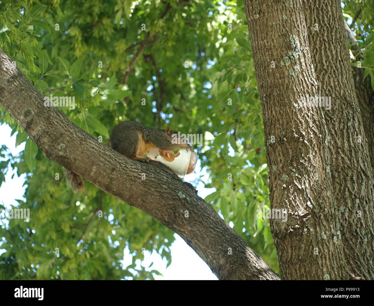 Non è ciò che si pensa. Furbo fabbricare lo scoiattolo Foto Stock