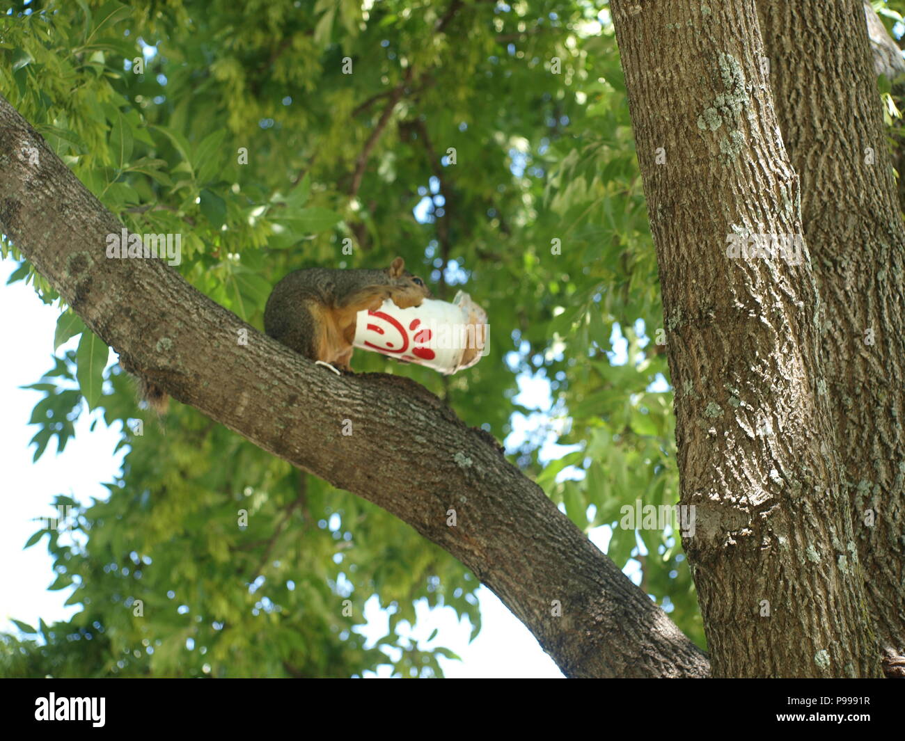 Non è ciò che si pensa. Furbo fabbricare lo scoiattolo Foto Stock