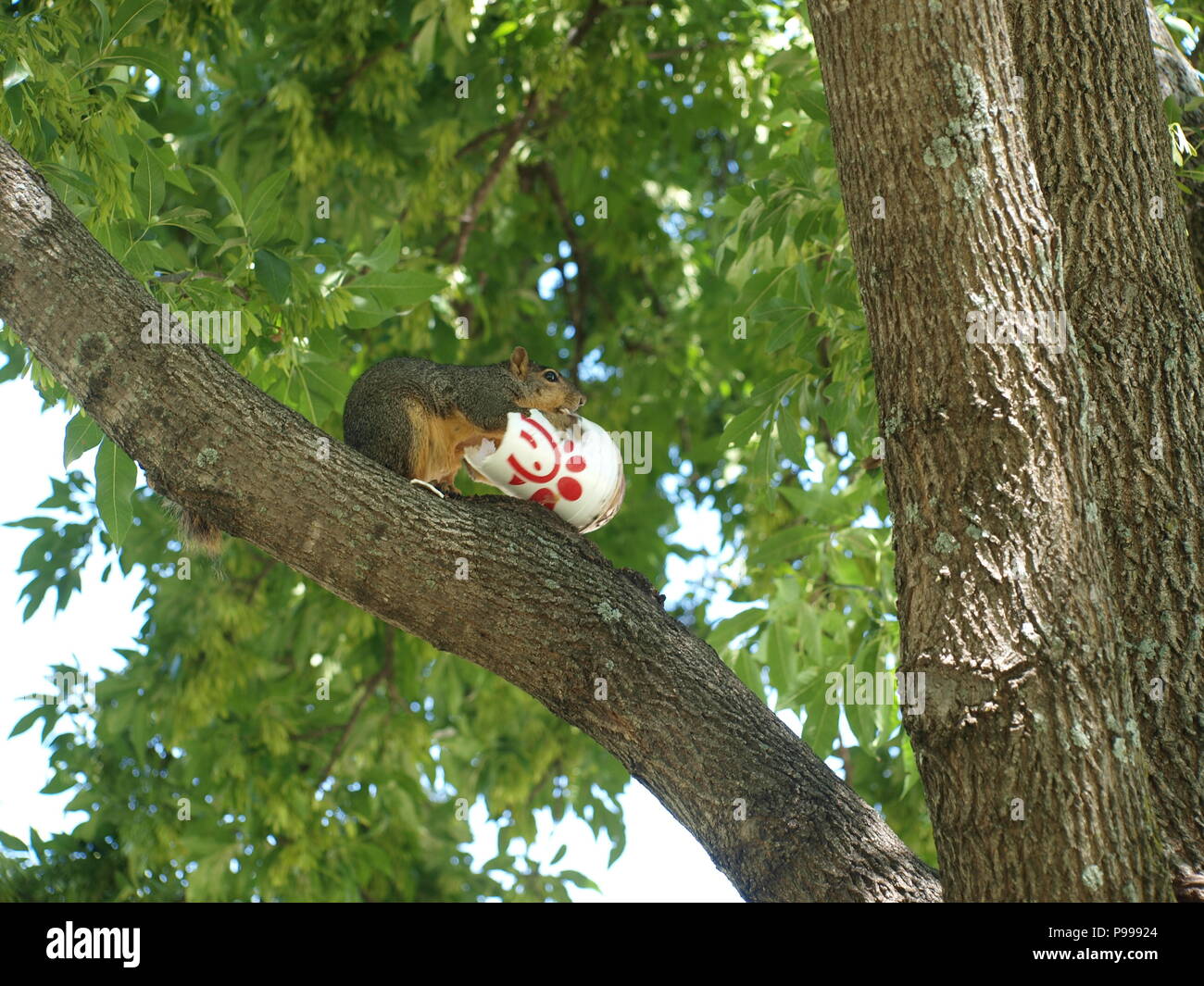Non è ciò che si pensa. Furbo fabbricare lo scoiattolo Foto Stock