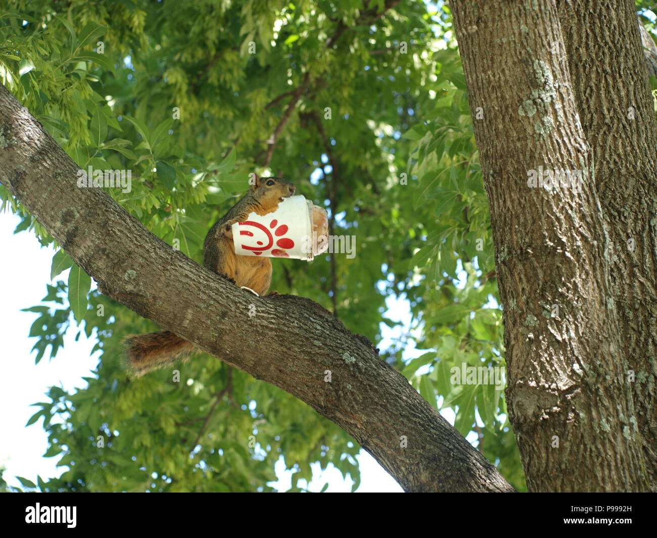 Non è ciò che si pensa. Furbo fabbricare lo scoiattolo Foto Stock