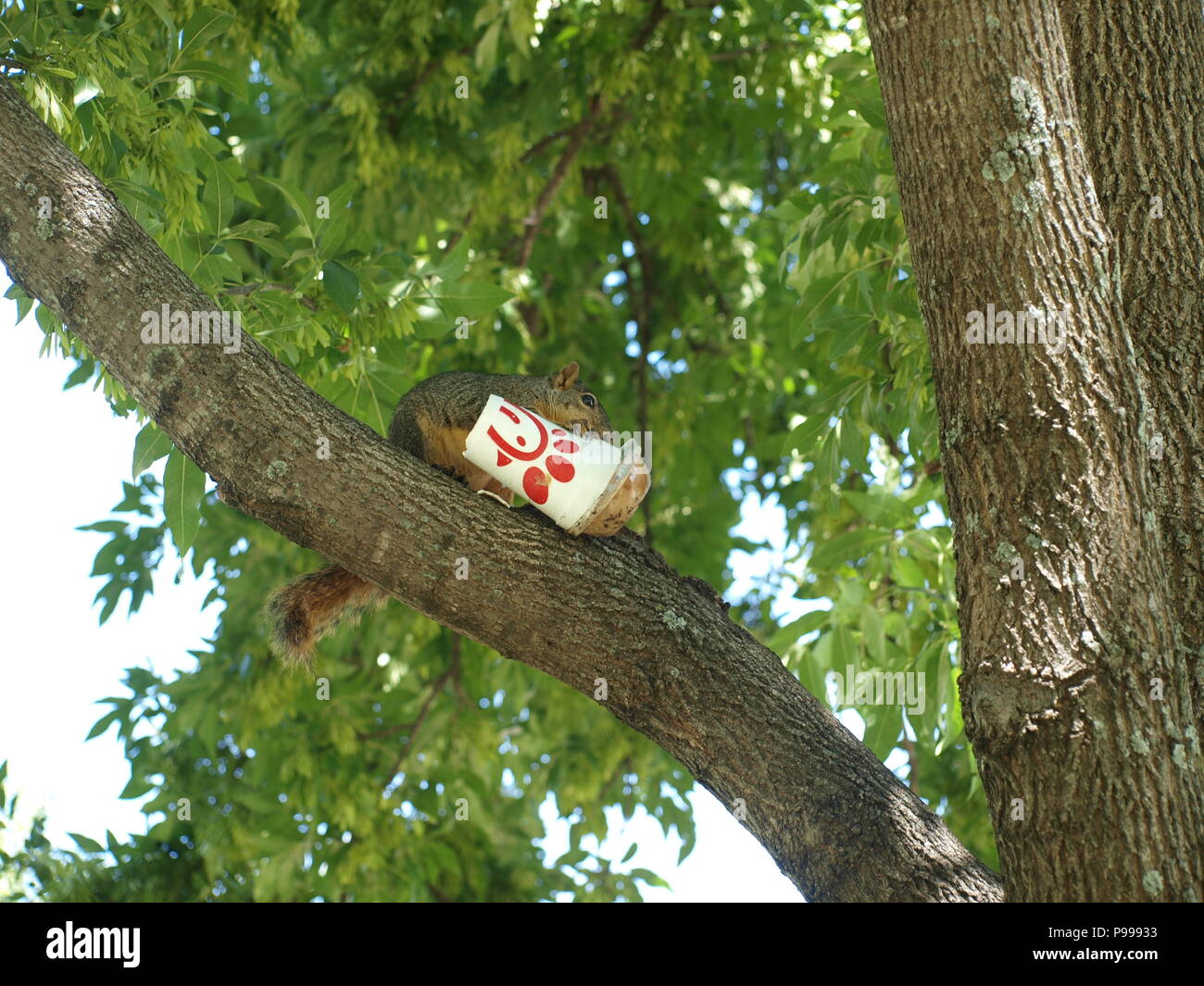 Non è ciò che si pensa. Furbo fabbricare lo scoiattolo Foto Stock