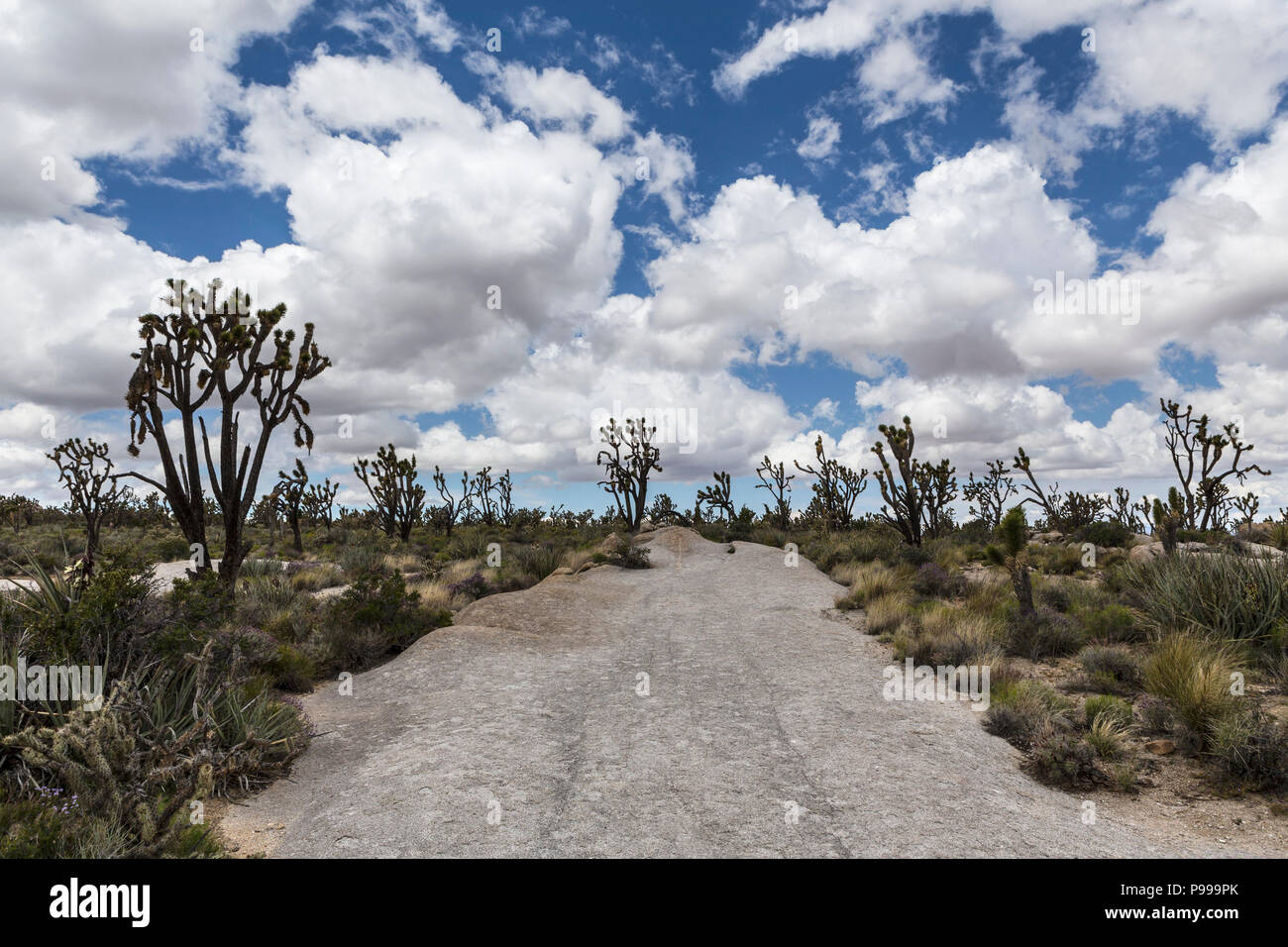 Joshua alberi e nuvole di primavera nel Mojave National Preserve vicino a Baker, California. Foto Stock