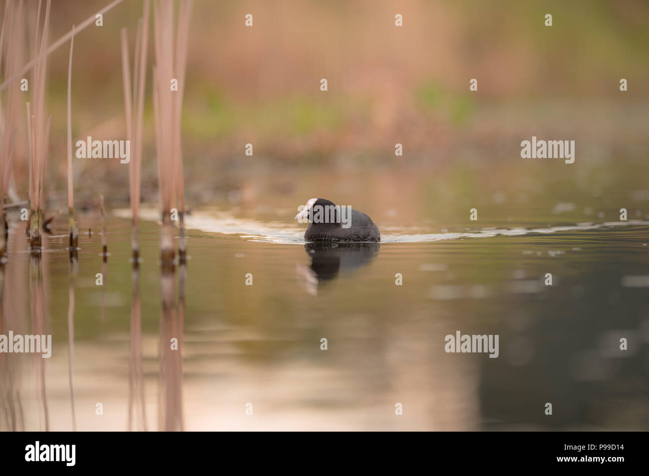 Comune di pollo sultano waterhen, acqua hen nuotare nel lago d acqua Foto Stock
