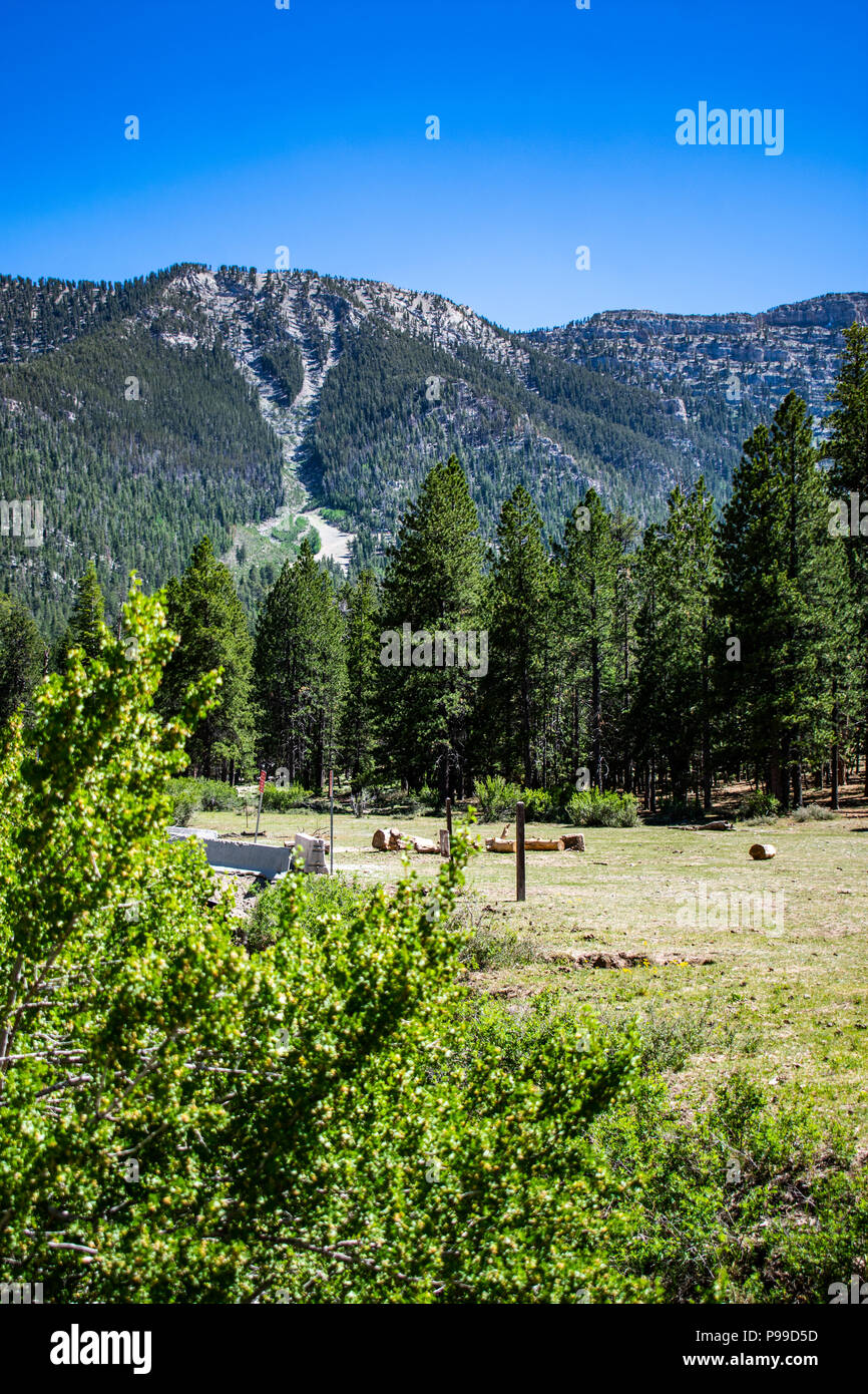 Monte Charleston, Nevada - Picnic a Prati Foto Stock