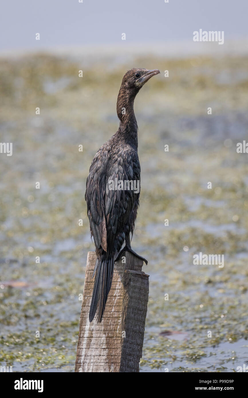 Il piccolo cormorano (Microcarbo niger) visto in Kerela India Foto Stock