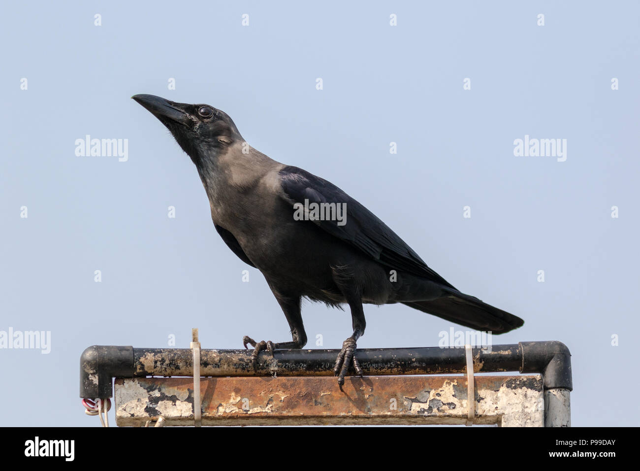 La casa di crow (Corvus splendens), noto anche come l'Indiana, graynecked, Ceylon o Colombo crow Foto Stock