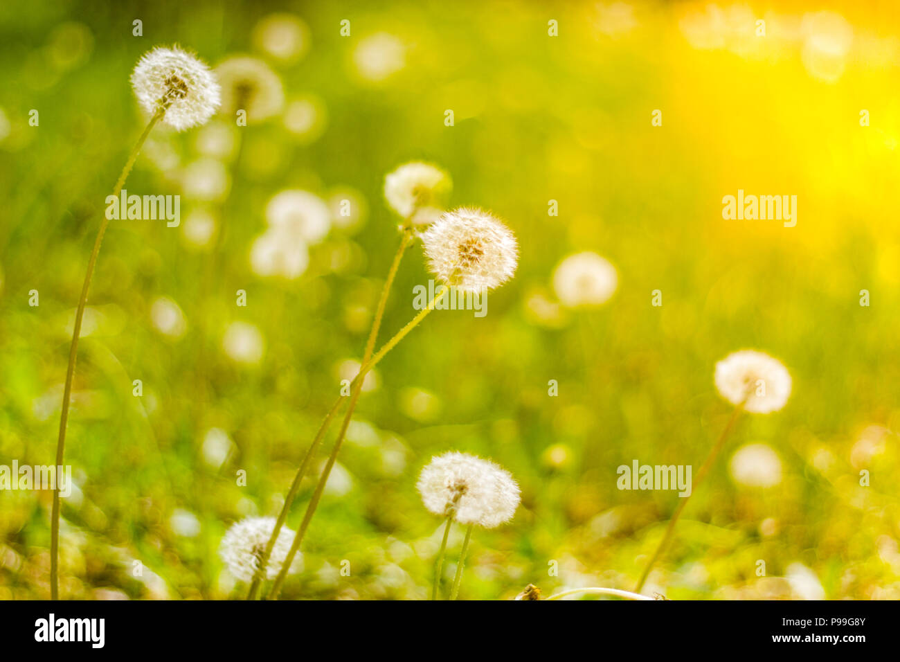 Bellissimi fiori di tarassaco nella luce del sole primaverile, close-up sullo sfondo della natura Foto Stock