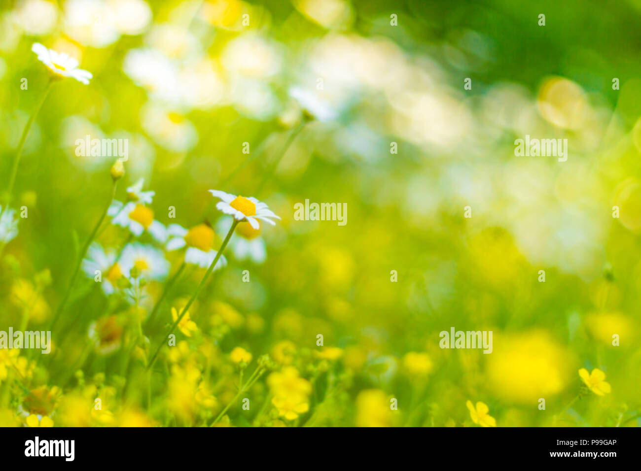 Bella estate fiori e natura prato. Sunny bokeh blur sullo sfondo e molla di freschi colori estivi Foto Stock