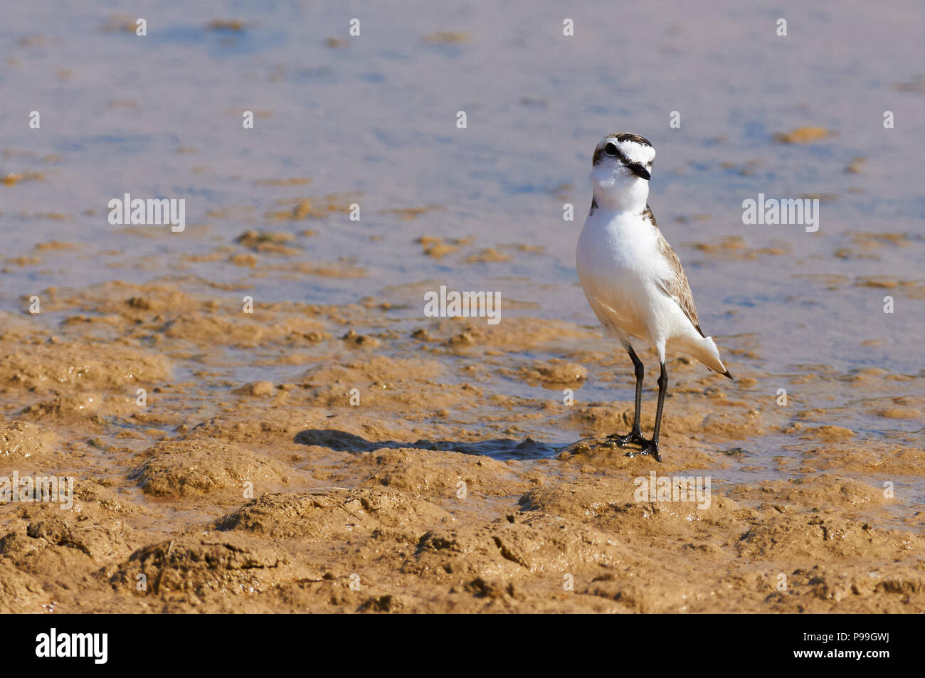 Fratino (Charadrius alexandrinus) maschio a Estanyets de Can Marroig Salt Marsh nel Parco Naturale di Ses Salines (Formentera, isole Baleari, Spagna) Foto Stock