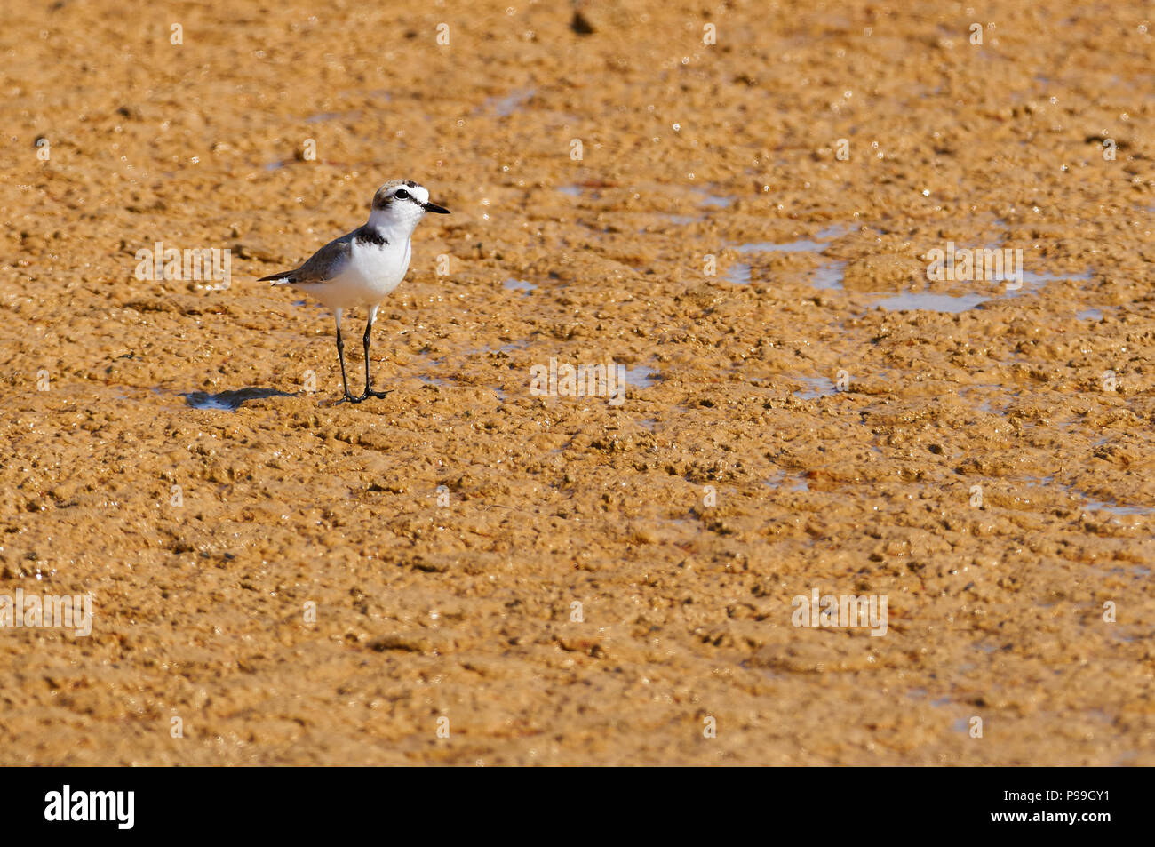 Fratino (Charadrius alexandrinus) maschio a Estanyets de Can Marroig velme nel Parco Naturale di Ses Salines (Formentera, isole Baleari, Spagna) Foto Stock