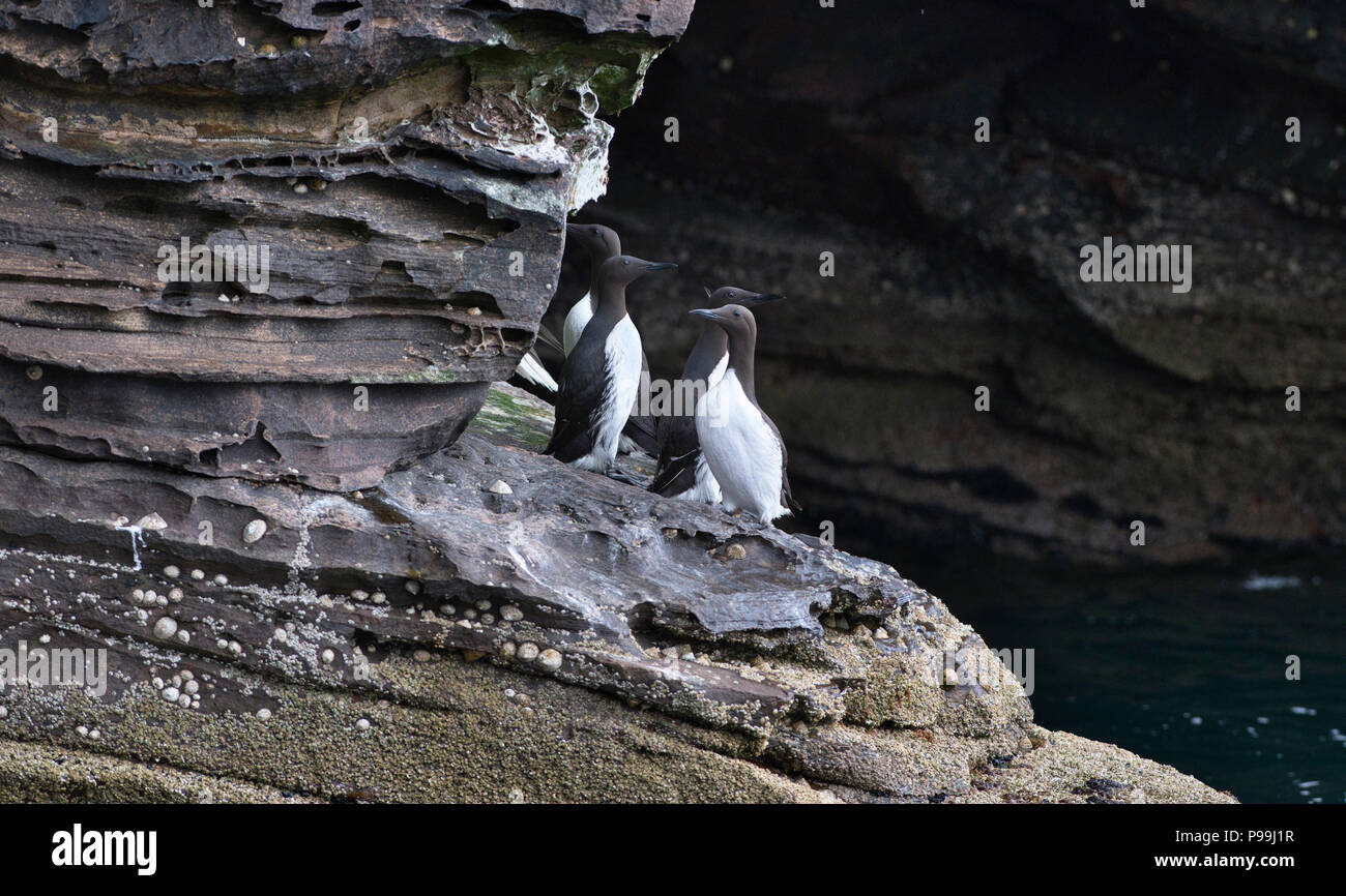 Guillemot Comune o Comune (murre Uria allge), il gruppo di individui su una battuta con un mare grotta dietro Foto Stock
