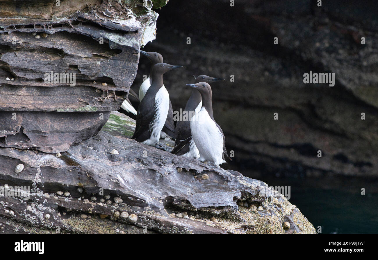 Guillemot Comune o Comune (murre Uria allge), il gruppo di individui su una battuta con un mare grotta dietro Foto Stock