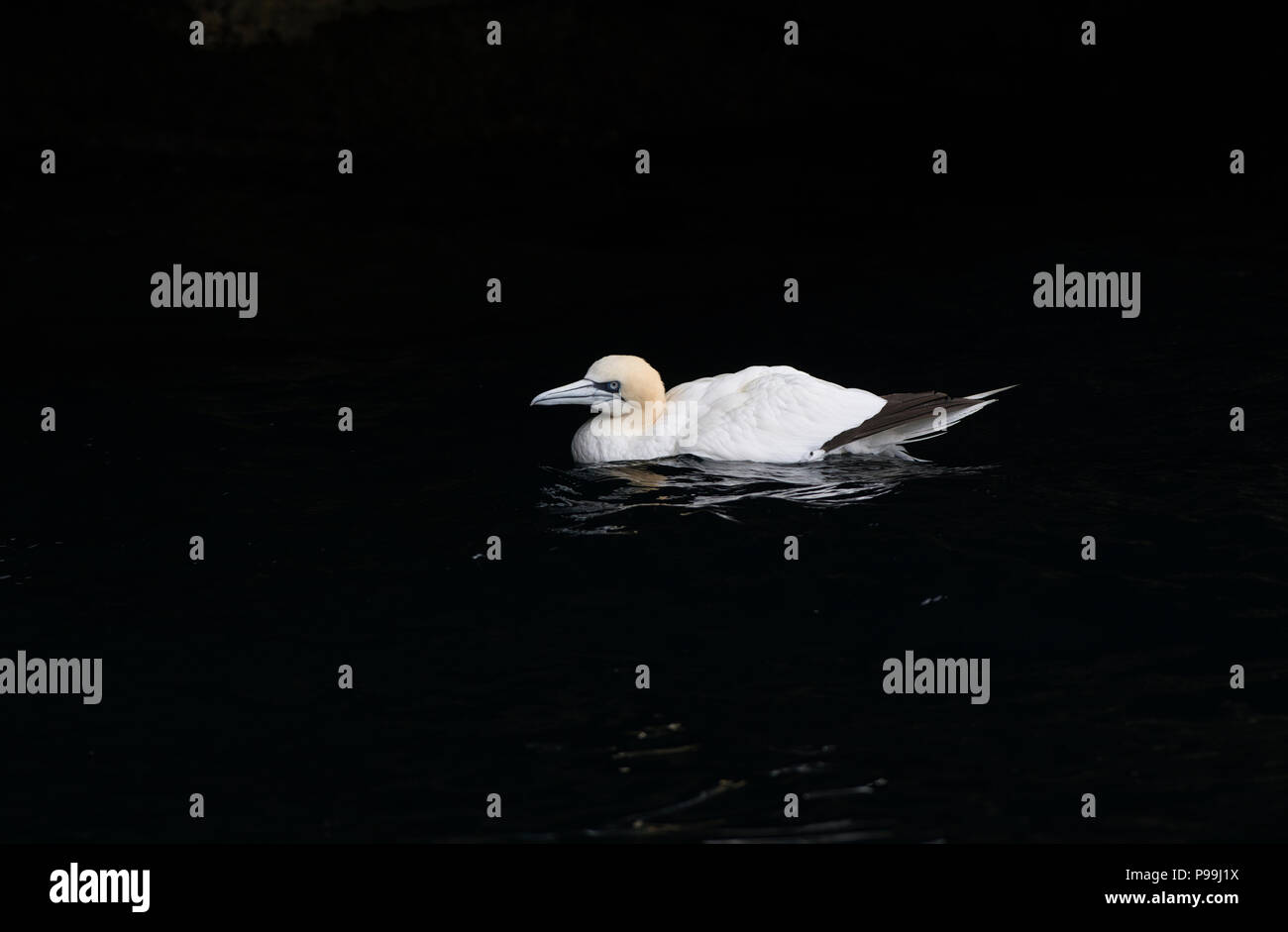 Northern gannet (Morus bassanus) in ingresso al mare grotta, Noss, Shetland Foto Stock