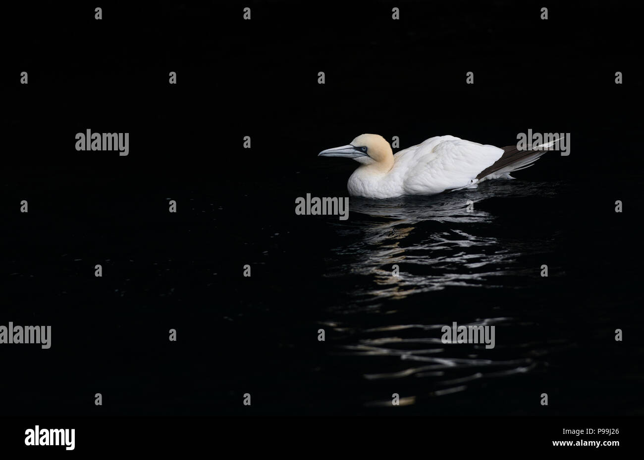 Northern gannet (Morus bassanus) in ingresso al mare grotta, Noss, Shetland Foto Stock