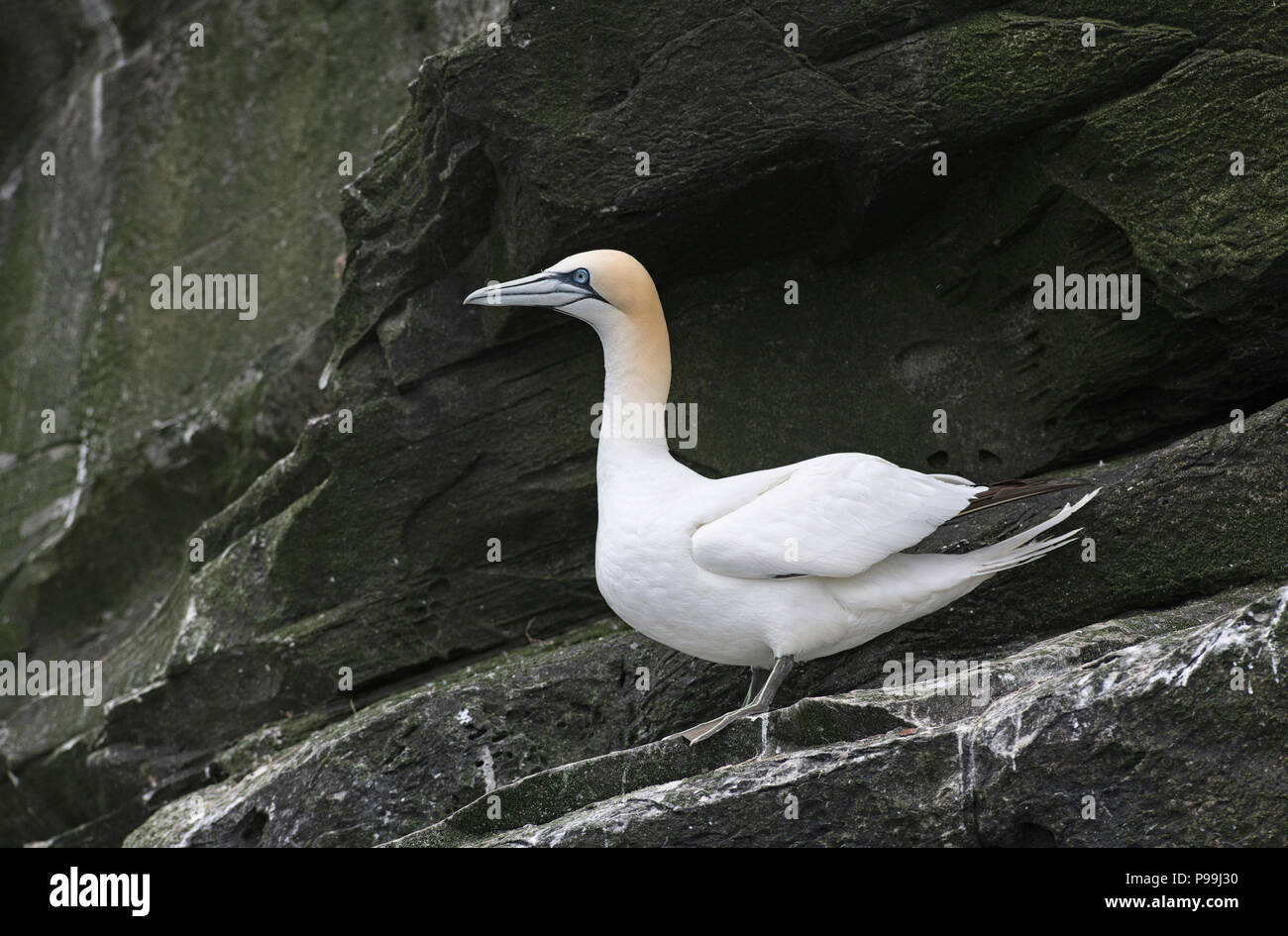 Northern gannet (Morus bassanus) sulla scogliera battuta, Noss, Shetland Foto Stock