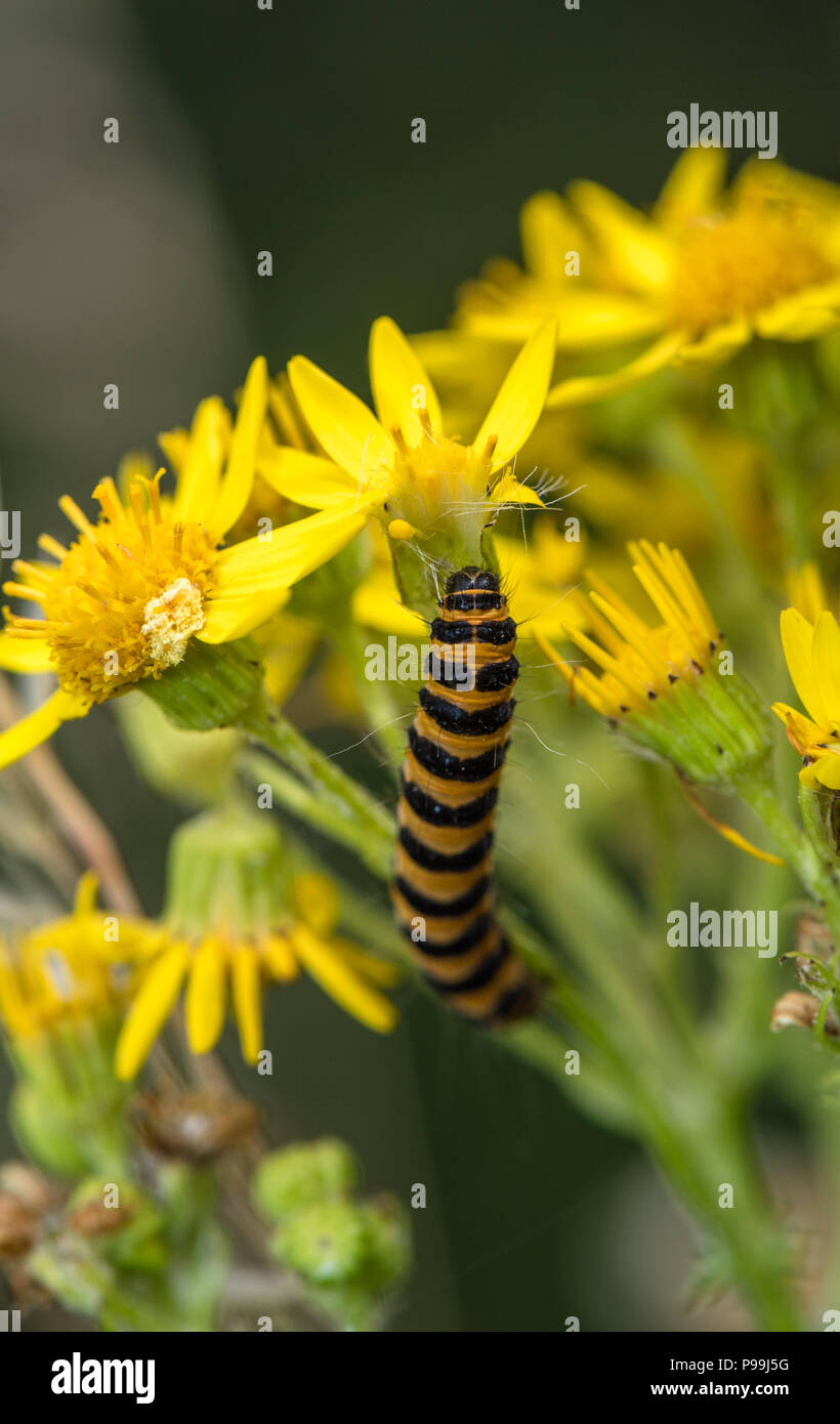 Il cinabro moth caterpillar off alimentazione un fiore di erba tossica. Foto Stock