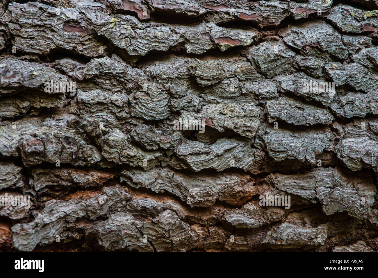 Close up di conifere di corteccia di albero Foto Stock