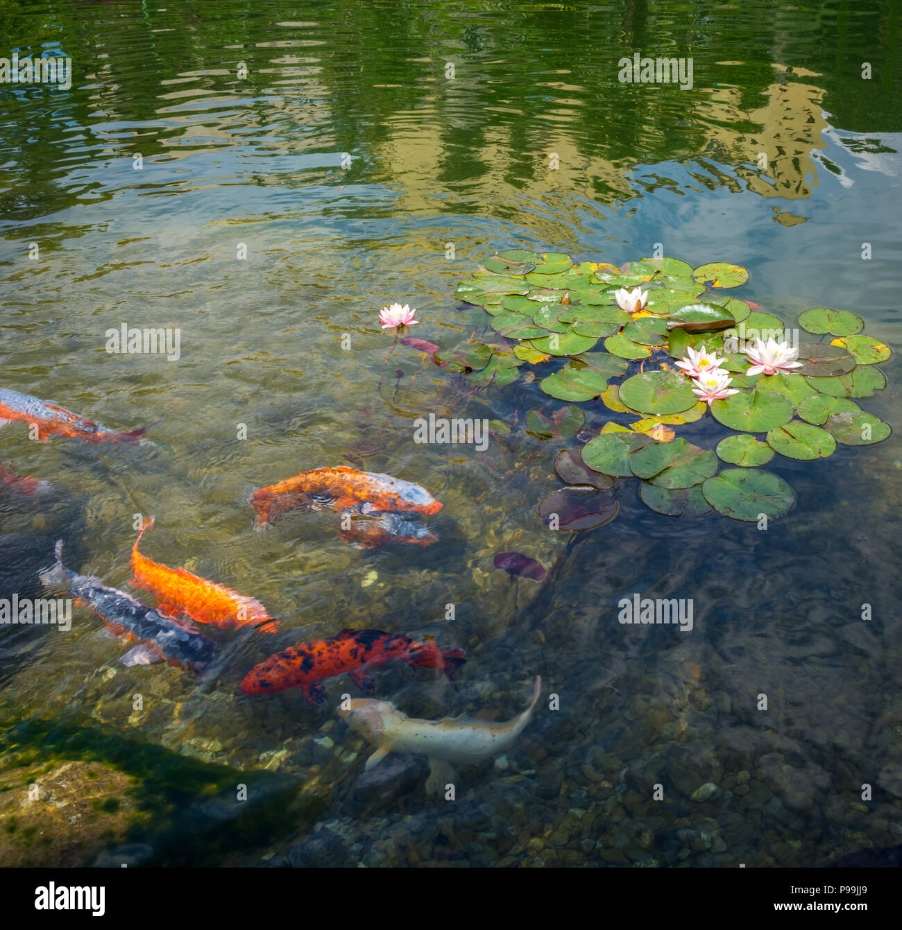 Gruppo di karpa ornamentali pesci koi e ninfee nel parco. Water Lilies. (Nymphaeaceae) Foto Stock