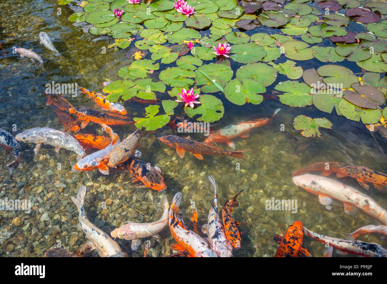 Gruppo di karpa ornamentali pesci koi e ninfee nel parco. Water Lilies. (Nymphaeaceae) Foto Stock