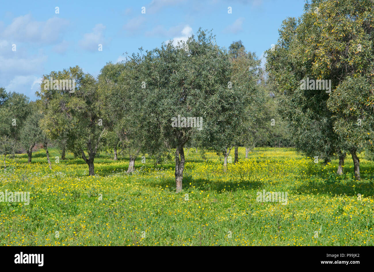 Uliveti fiori gialli, Cuglieri, Sardegna, Italia Foto Stock