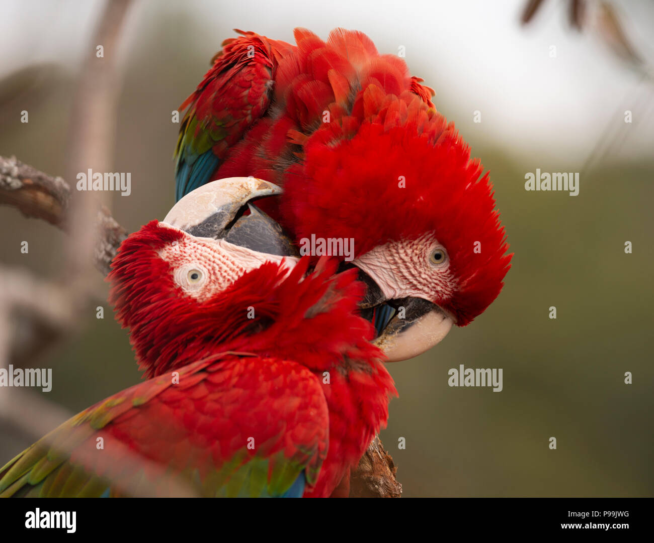 Una coppia di rosso-verde Macaws giocare insieme Foto Stock