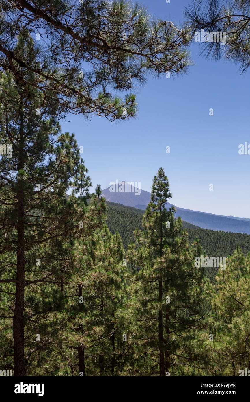 Vista del monte Teide tra le conifere, Las Lagunetas, Tenerife, Isole canarie, Spagna, Europa Foto Stock