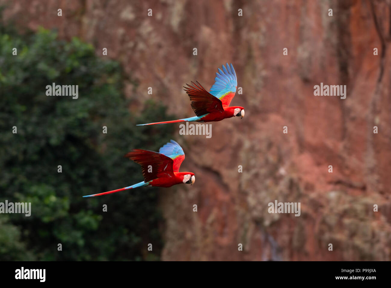 Rosso-verde Macaw allevamento coppia volare insieme in Brasile centrale di habitat cerrado Foto Stock
