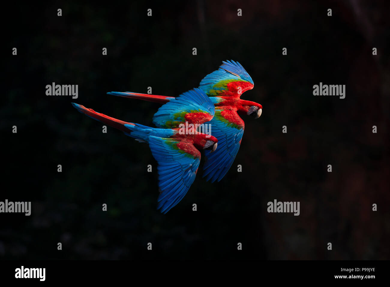 Rosso-verde Macaw allevamento coppia volare insieme in Brasile centrale di habitat cerrado Foto Stock