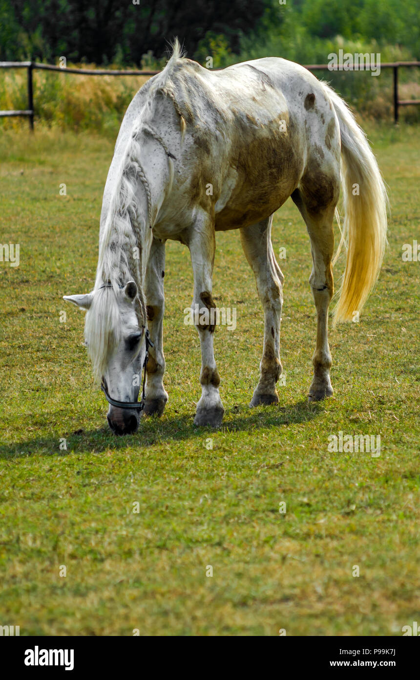 Grigio cavallo skinny mare nutrite al pascolo nel giorno di estate in Szalsza, Slesia Upland, Polonia. Foto Stock