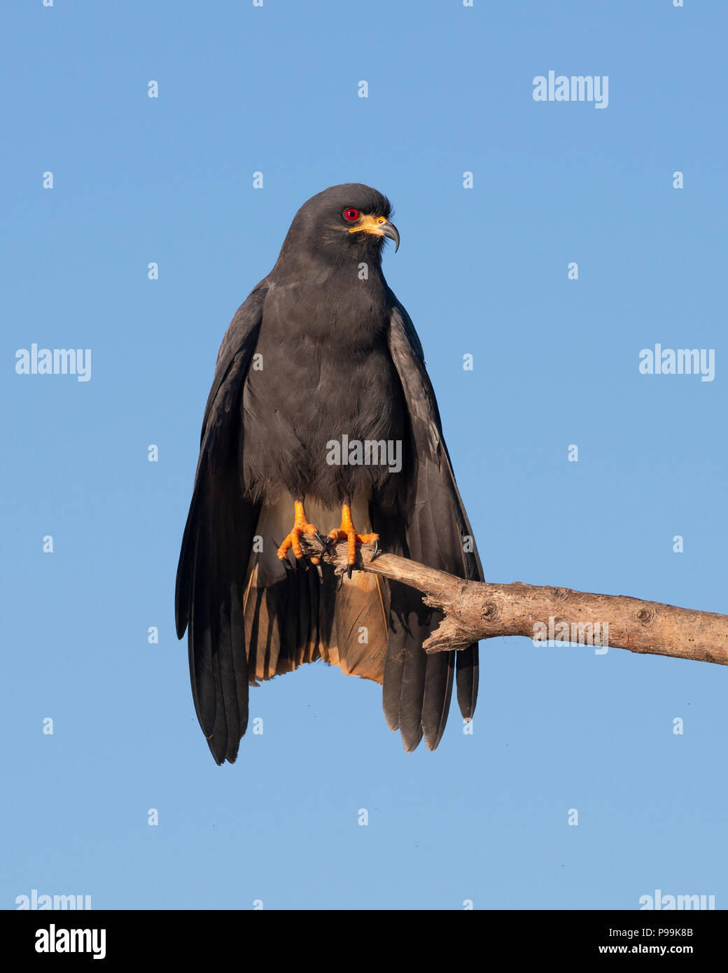 Un adulto Snail Kite da Pantanal del Brasile Foto Stock