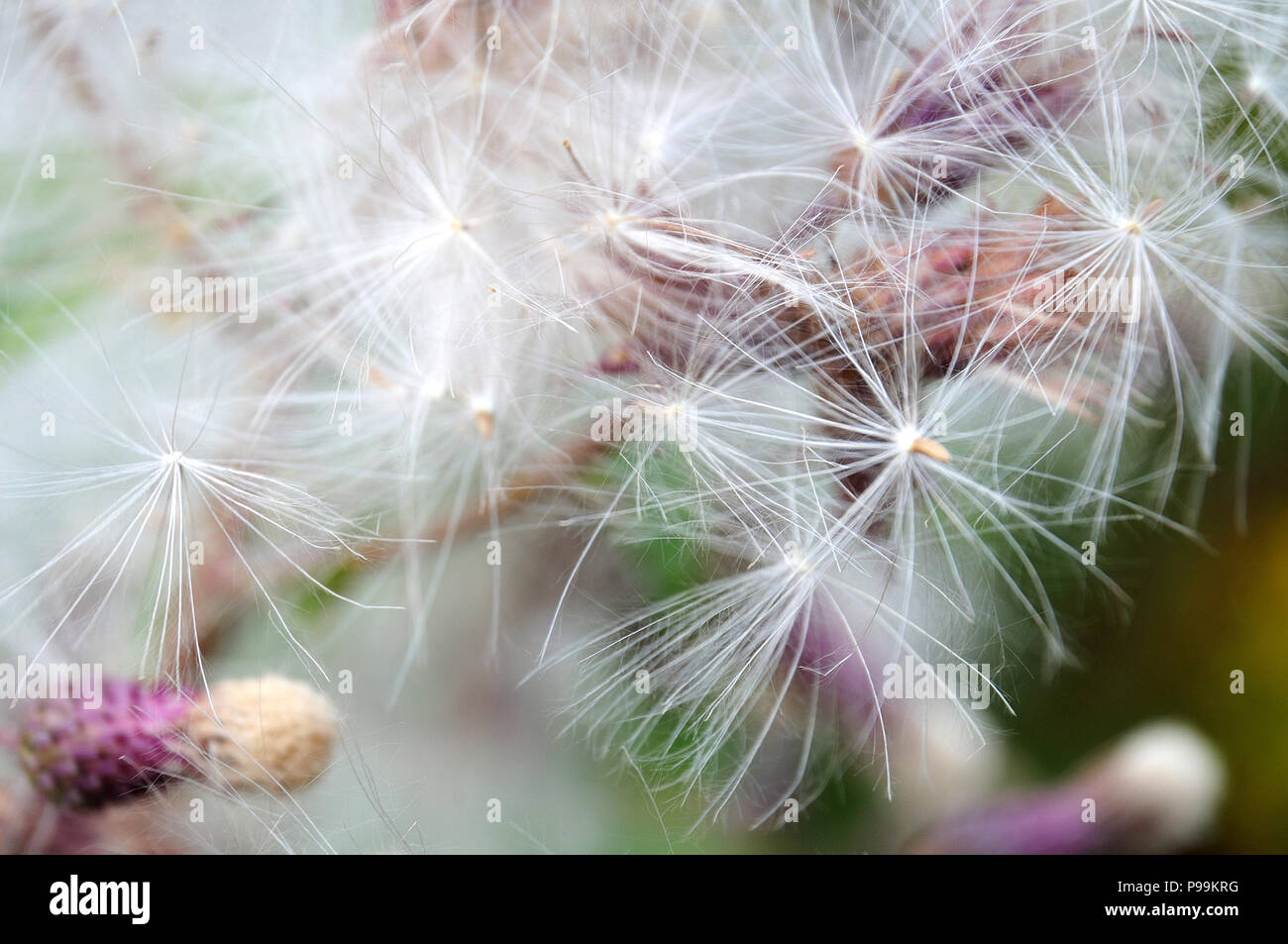 Close-up di paracadute come semi di una strisciante thistle, Cirsium arvense Foto Stock