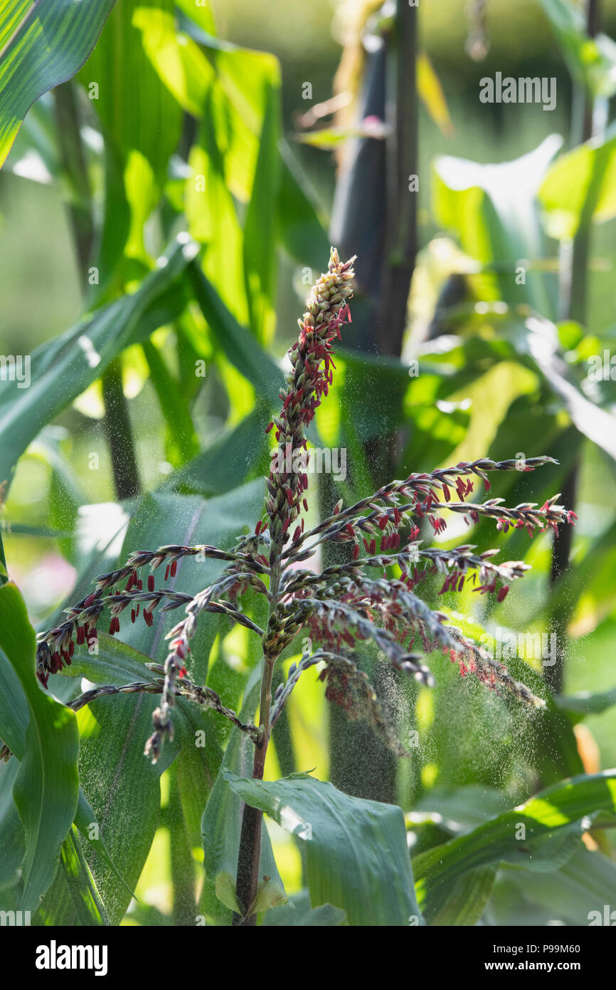 Zea mays. Impollinazione anemofila. Il polline viene rilasciato da un Granturco dolce fiesta fiore in un giardino inglese. Regno Unito. Il granturco dolce ornamentali "Fiesta" Foto Stock
