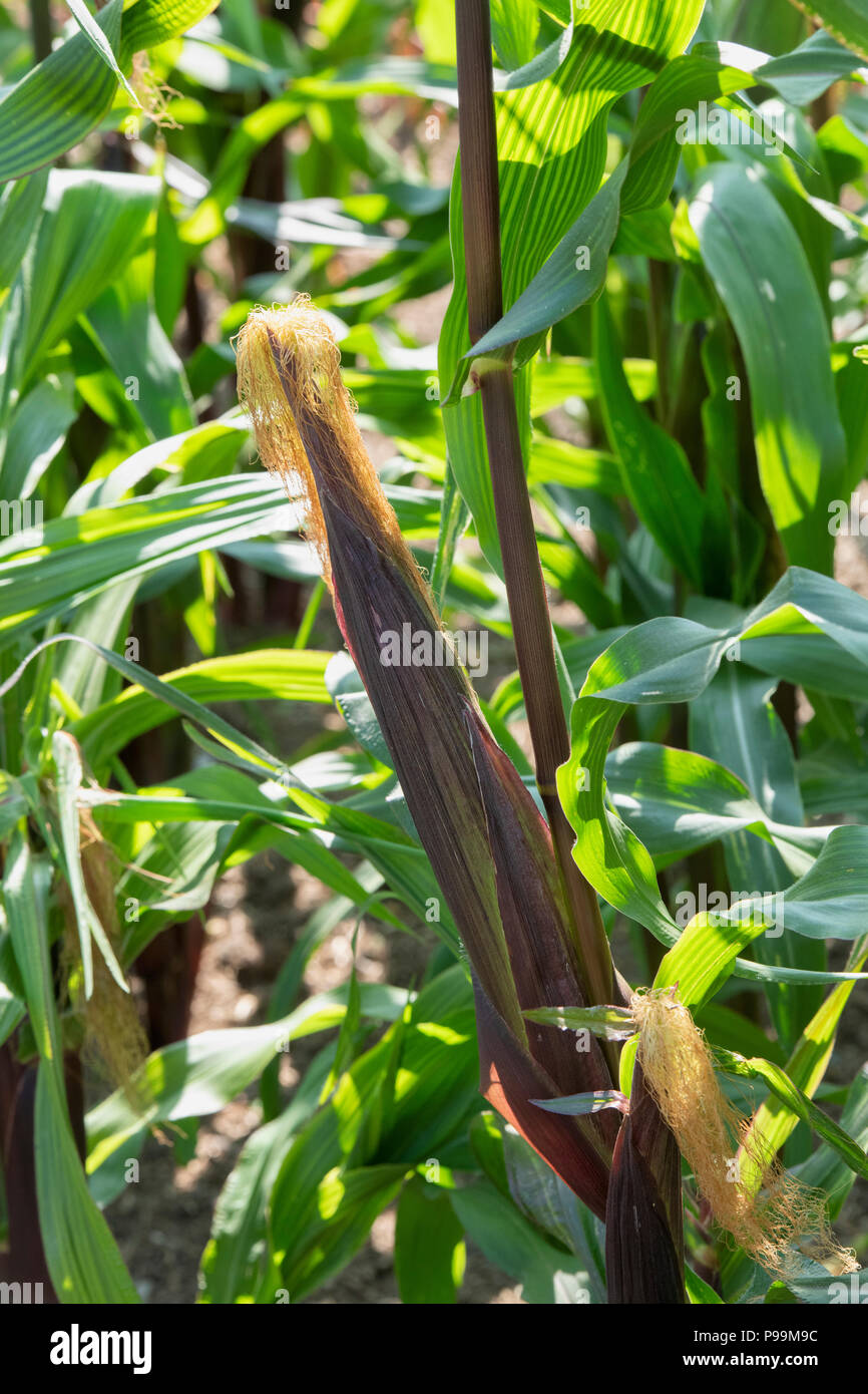 Zea mays. Granturco dolce fiesta orecchio crescente sulla pianta in un giardino inglese. Regno Unito. Il granturco dolce ornamentali "Fiesta" Foto Stock