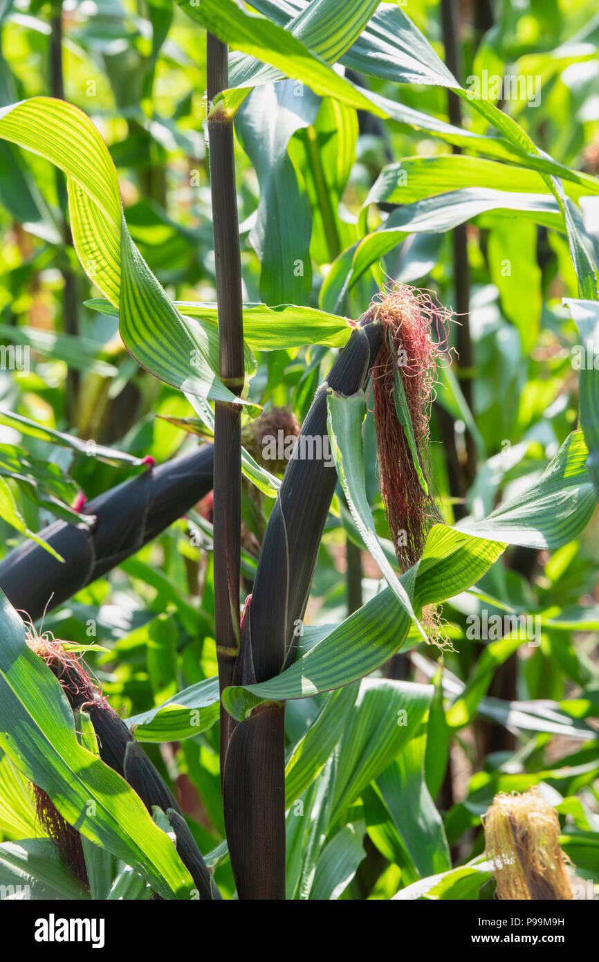 Zea mays. Granturco dolce fiesta orecchio crescente sulla pianta in un giardino inglese. Regno Unito. Il granturco dolce ornamentali "Fiesta" Foto Stock