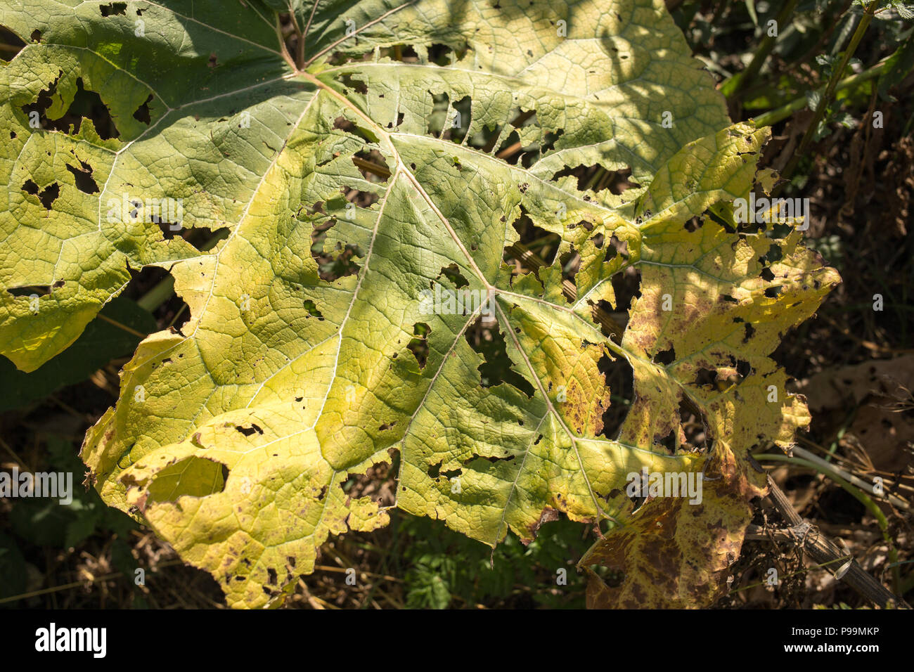 Bardana maggiore (lat. Arctium lappa) fiore foglia close-up Foto Stock