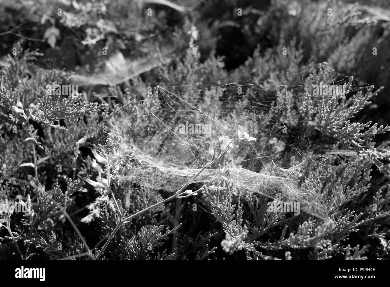 In primo piano della ragnatela su piante durante l estate in bianco e nero Foto Stock