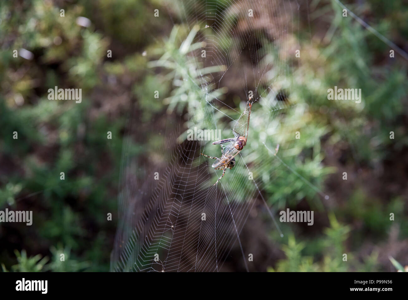 Spider catture common darter dragonfly come preda Foto Stock