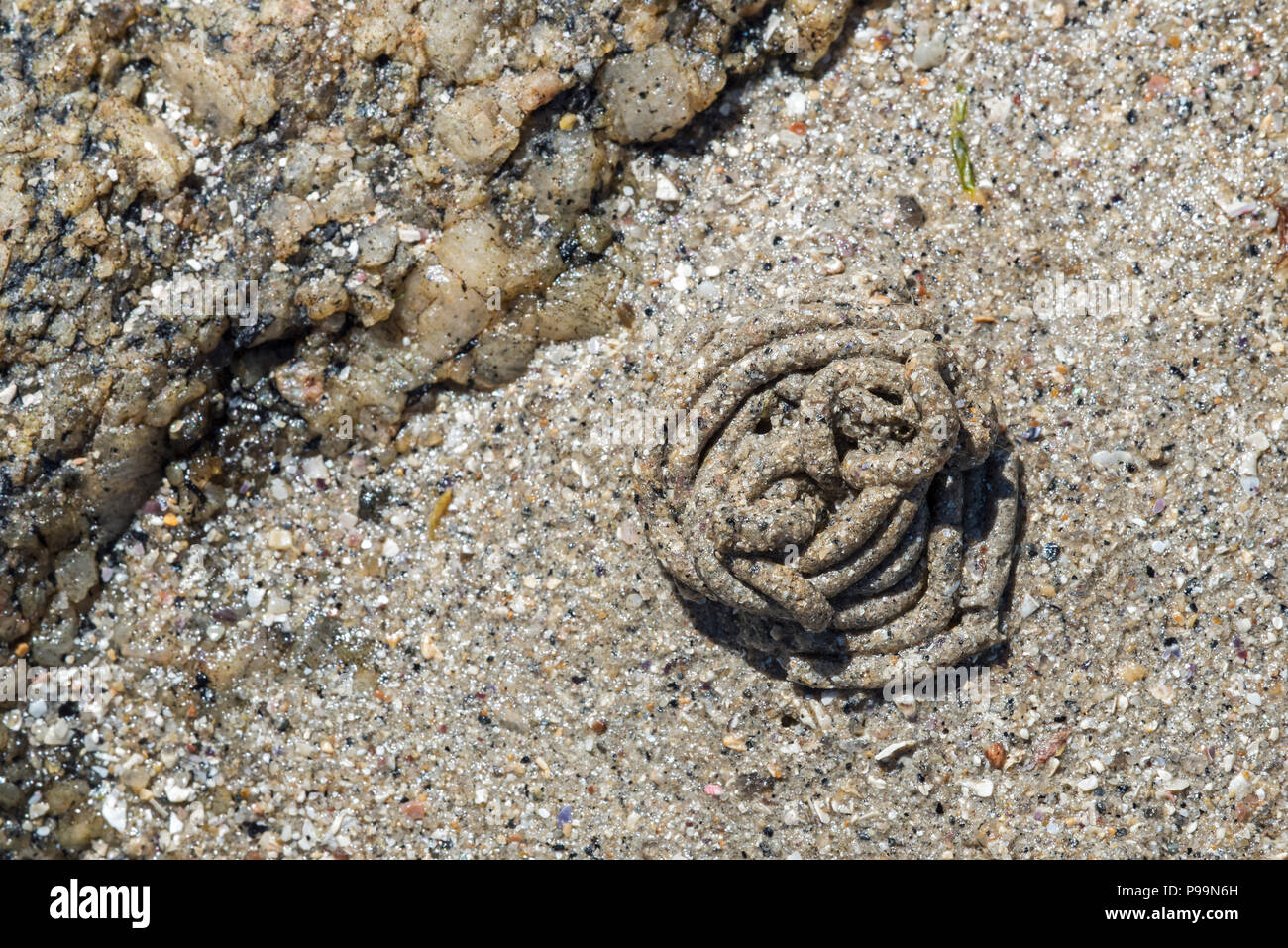 Lugworm / Sandworm Arenicola (marina), grandi marine del worm calchi di sedimento defecato sulla spiaggia con la bassa marea lungo la costa del Mare del Nord Foto Stock