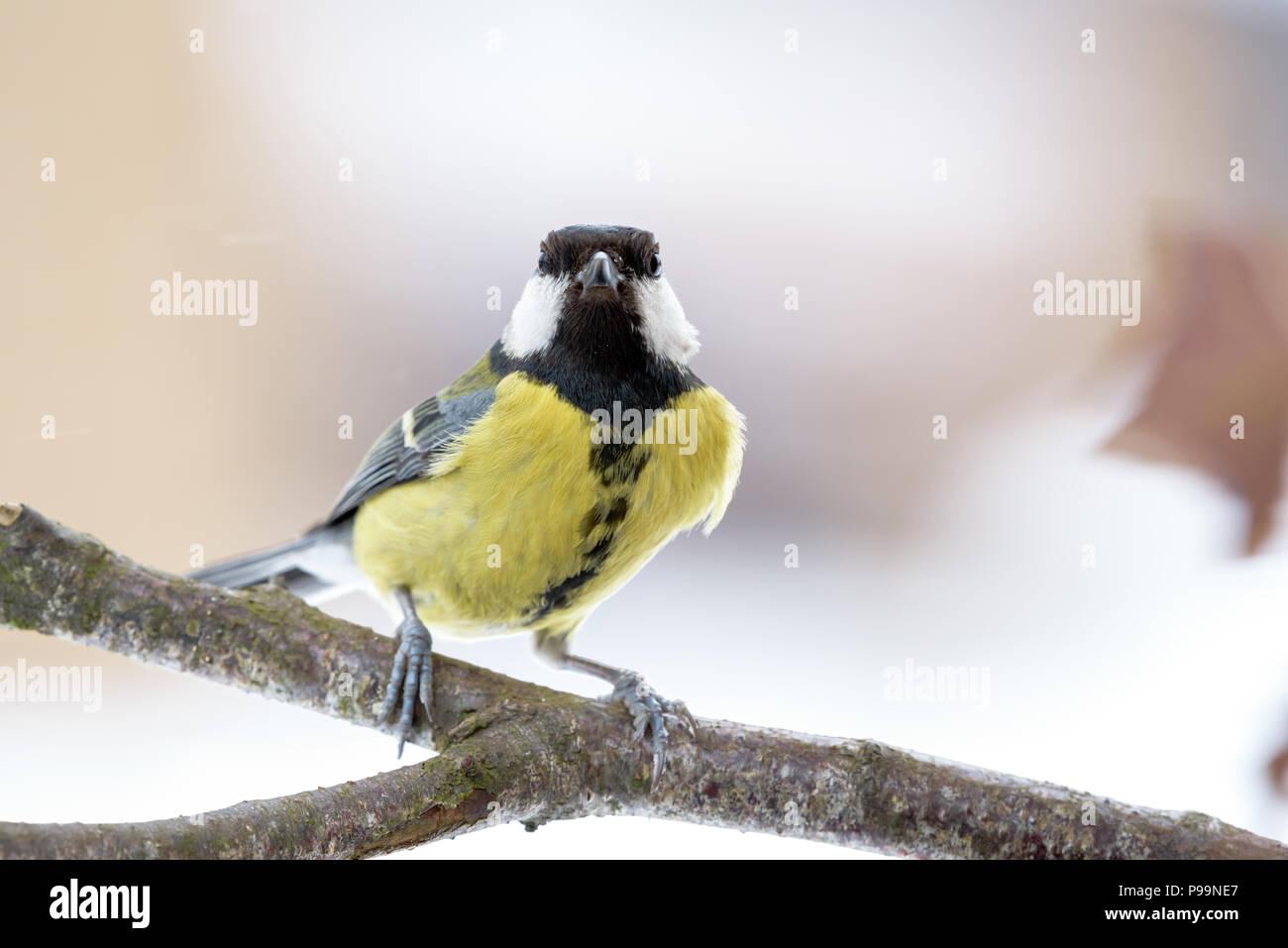 Tit pone in Inghilterra settentrionale. Cumbria. Foto Stock