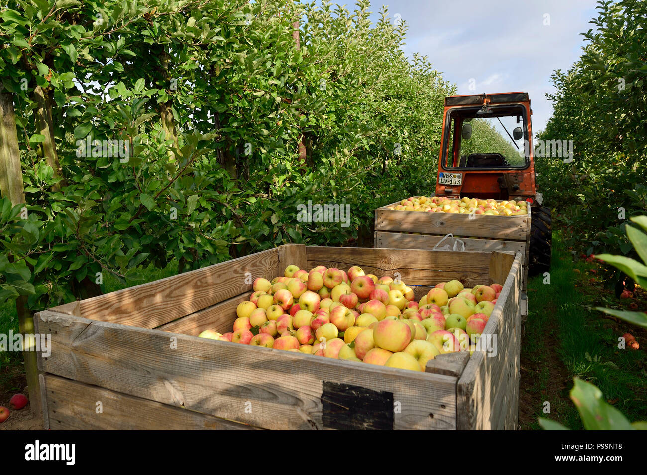 In Germania, in Renania settentrionale-Vestfalia - apple raccolto in Neukirchen-Vluyn Foto Stock