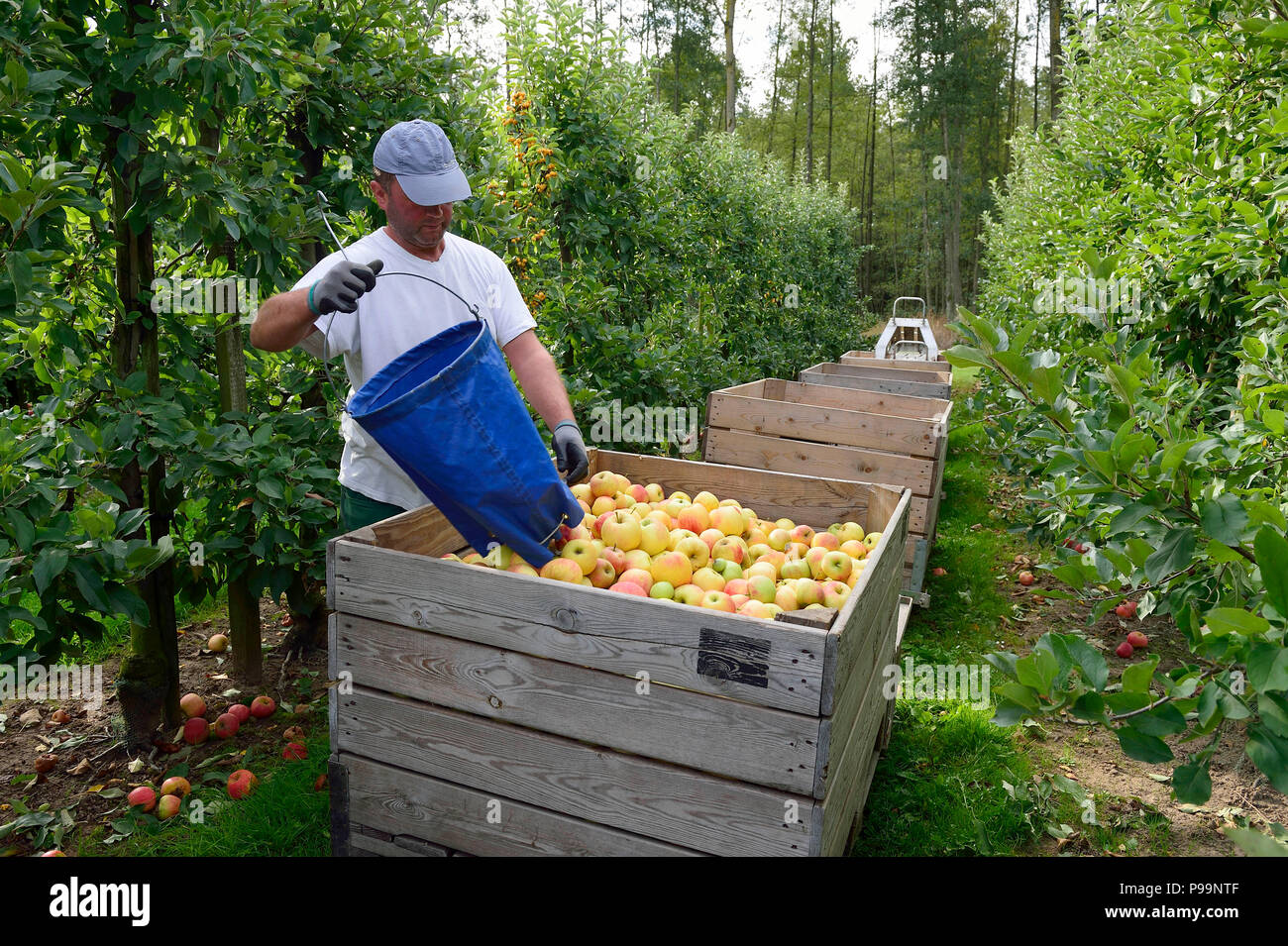 In Germania, in Renania settentrionale-Vestfalia - apple raccolto in Neukirchen-Vluyn Foto Stock