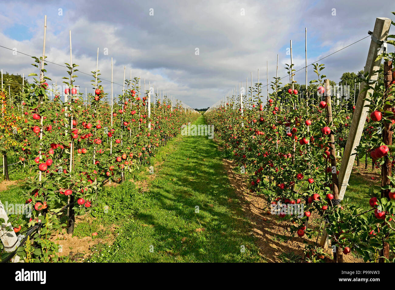 In Germania, in Renania settentrionale-Vestfalia - apple raccolto in Neukirchen-Vluyn Foto Stock