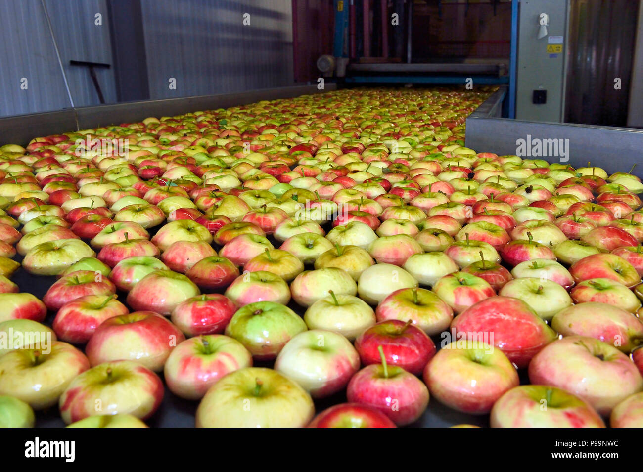 In Germania, in Renania settentrionale-Vestfalia - apple raccolto in Neukirchen-Vluyn Foto Stock