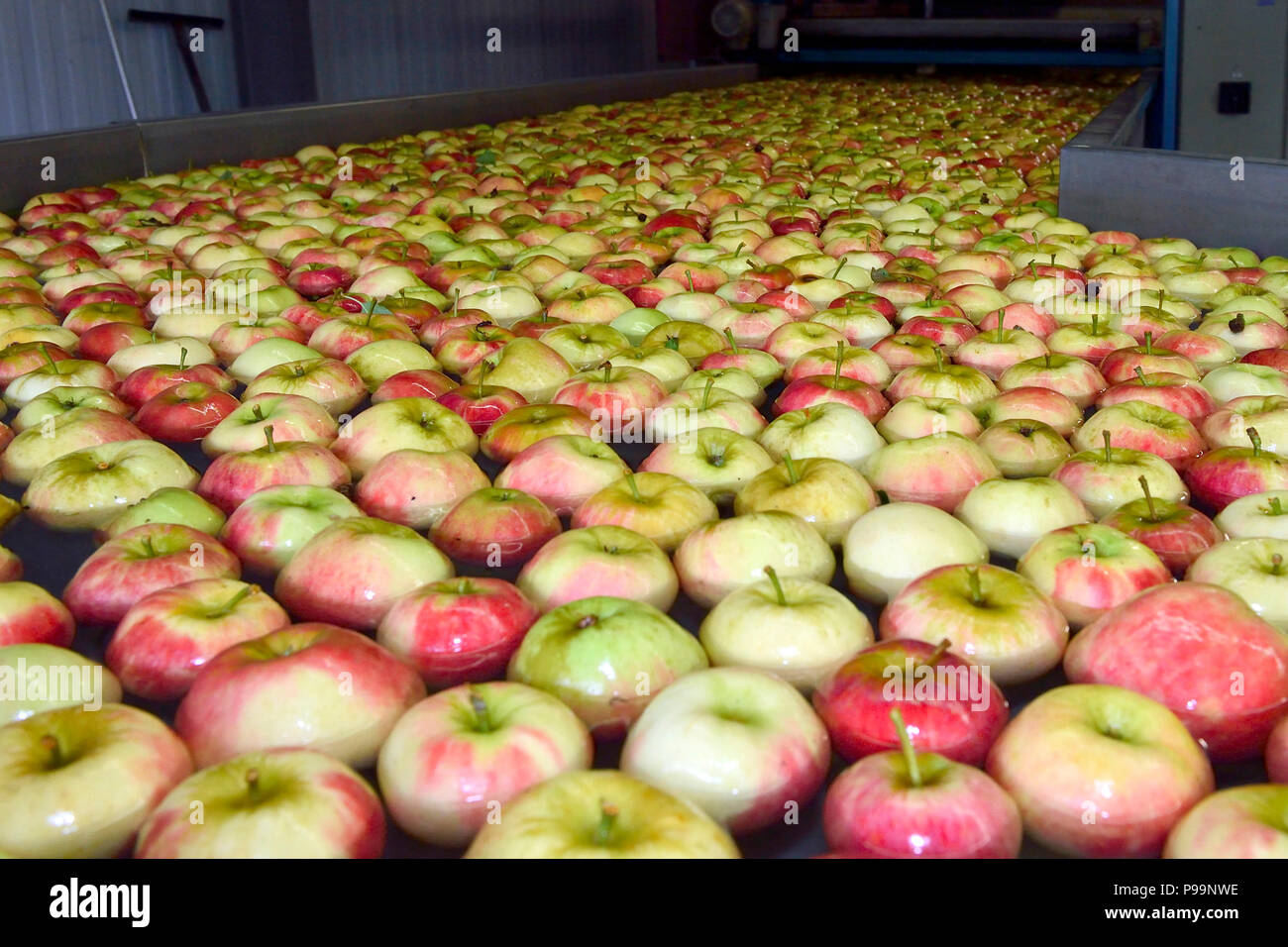 In Germania, in Renania settentrionale-Vestfalia - apple raccolto in Neukirchen-Vluyn Foto Stock