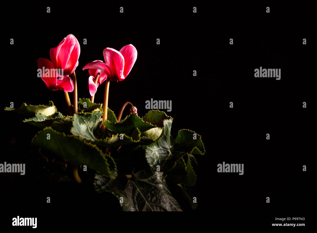 Red bouquet di fiori su fondo nero con spazio di copia Foto Stock