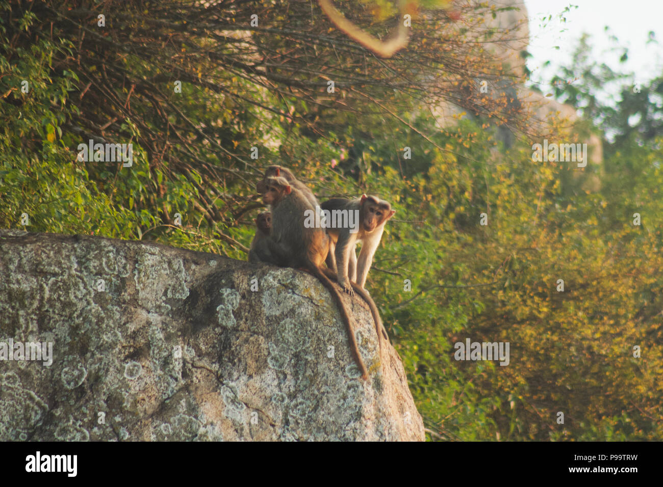 Le scimmie in attesa del crepuscolo Foto Stock