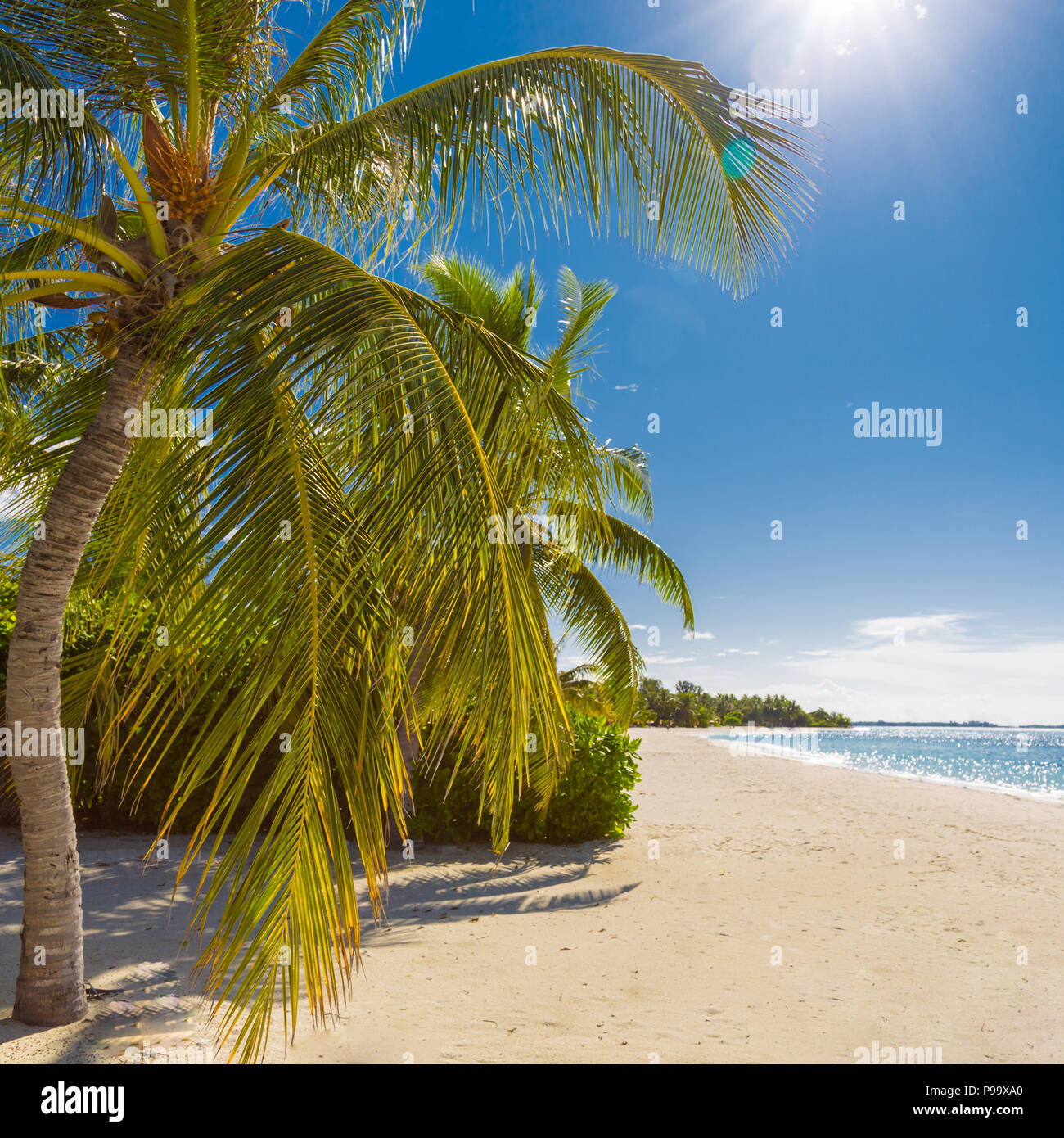 Bellissima spiaggia di sfondo i raggi di sole e di palme sulla spiaggia sabbiosa Foto Stock