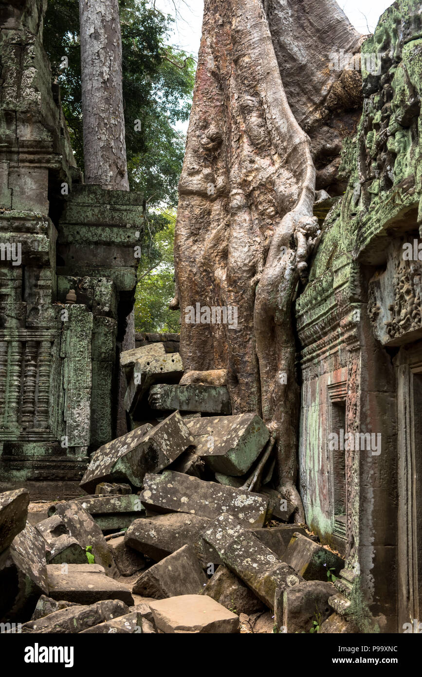Albero Gigante e le radici nel tempio Ta Prom Angkor Wat Foto Stock